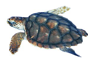 #10.1 Marine Restoration.png