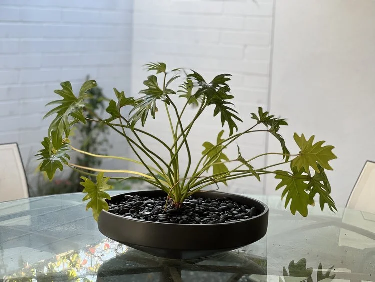 philodendron+plant+in+bowl.jpg