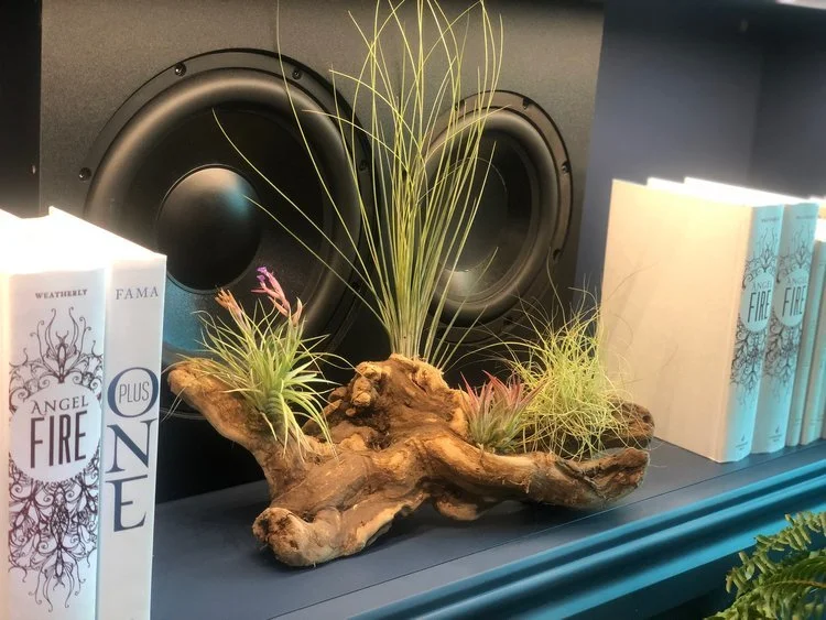 airplants+artist+tree.jpg