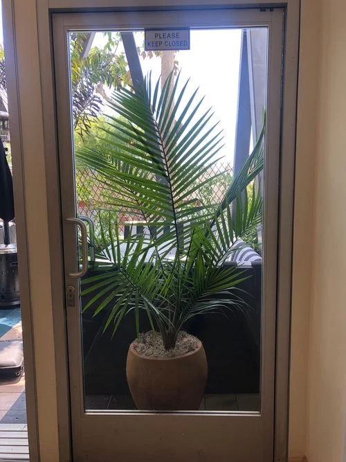 queen+palm+patio.jpg