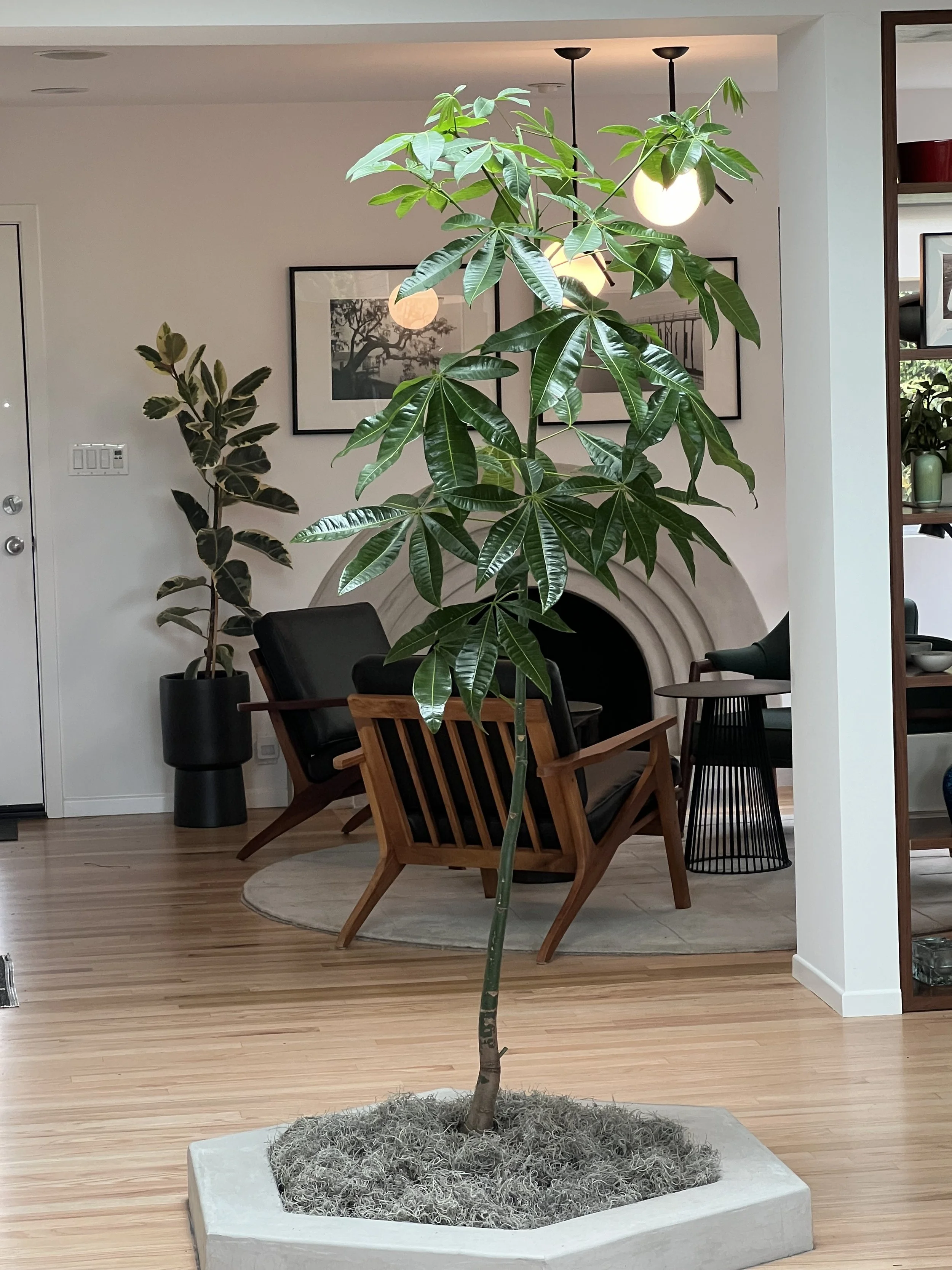 money tree indoor plant design.jpeg
