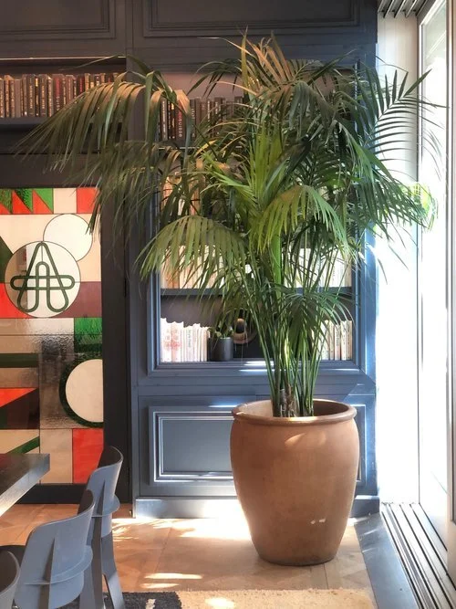 kentia+palm+the+artist+tree.jpg