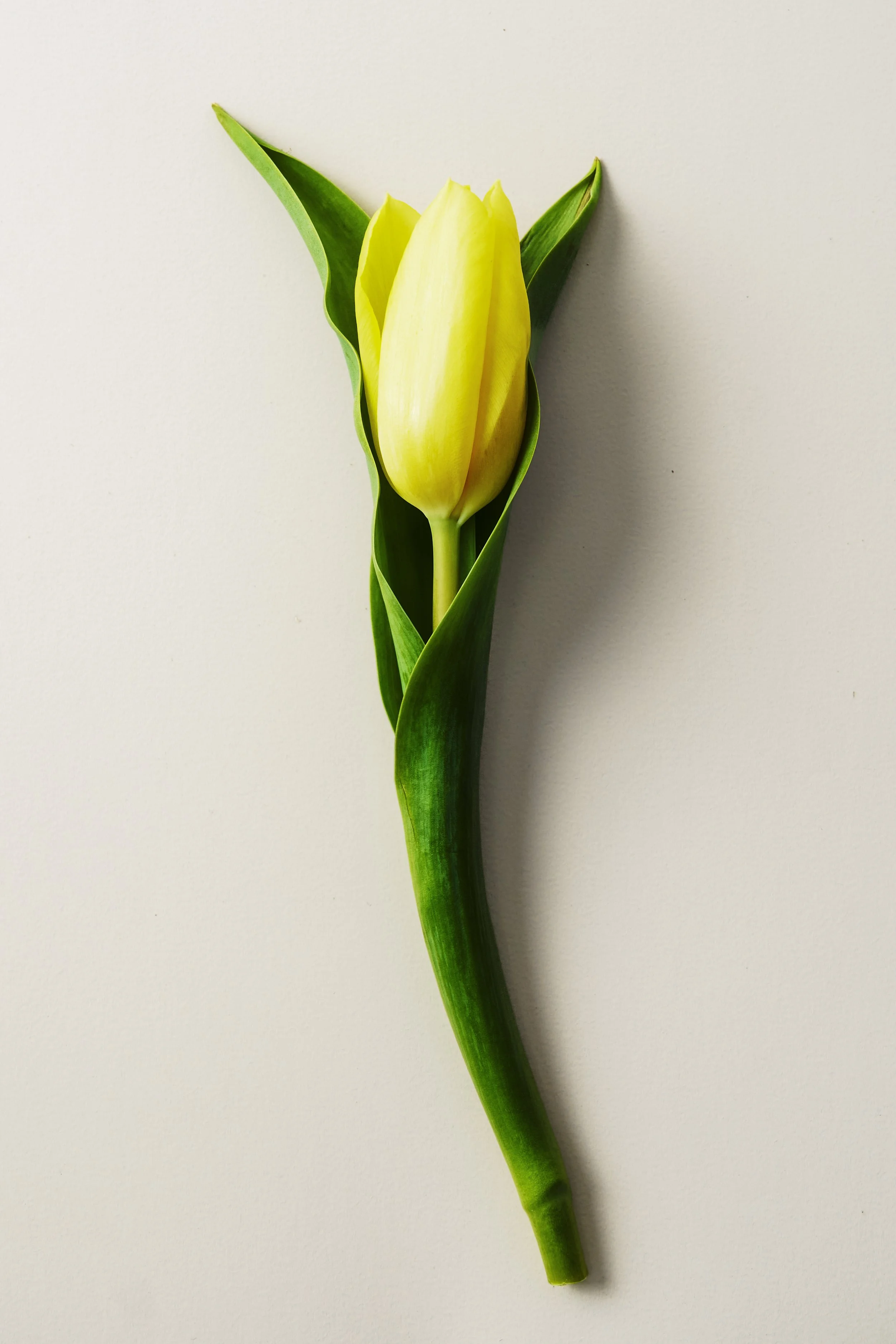 Single yellow tulip with green leaves on white background.
