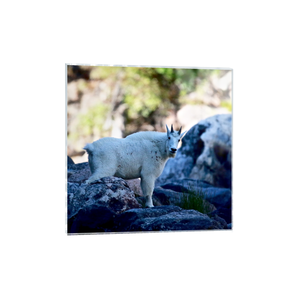 acrylicprint_square_151_0_2752_2752_0_false_ffffff_0_0.png