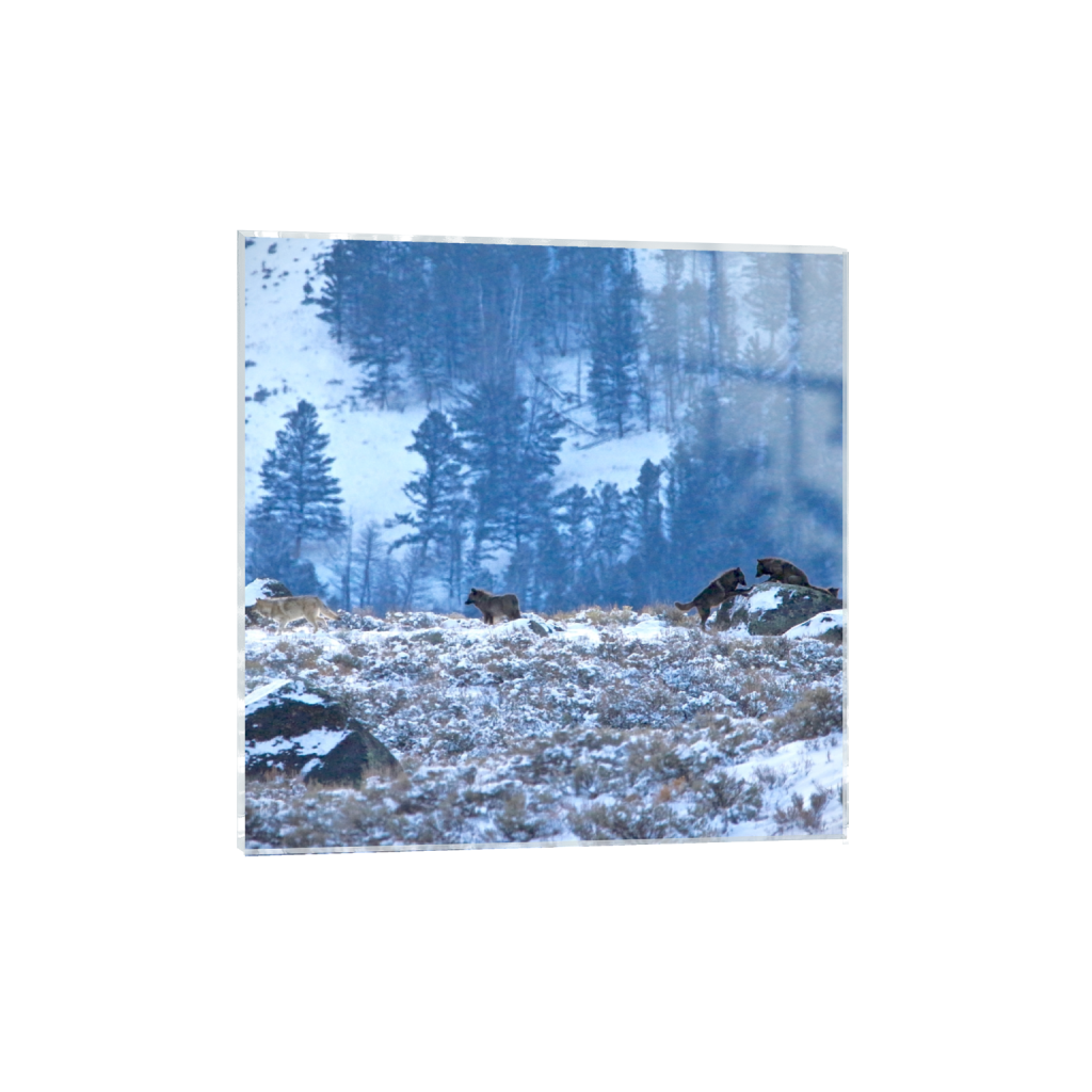 acrylicprint_square_988_0_3175_3175_0_false_ffffff_0_0.png