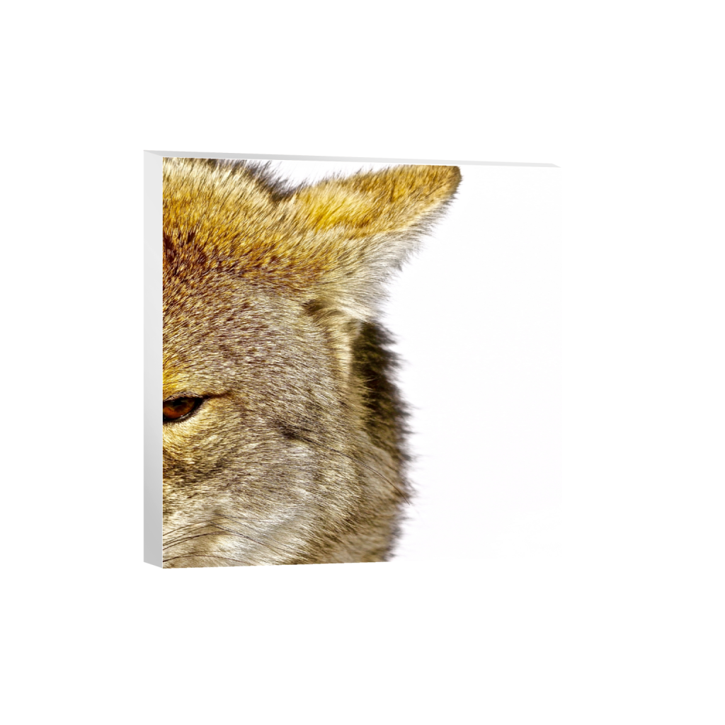 canvas_square_912_0_3648_3648_0_false_ffffff_0_0.png
