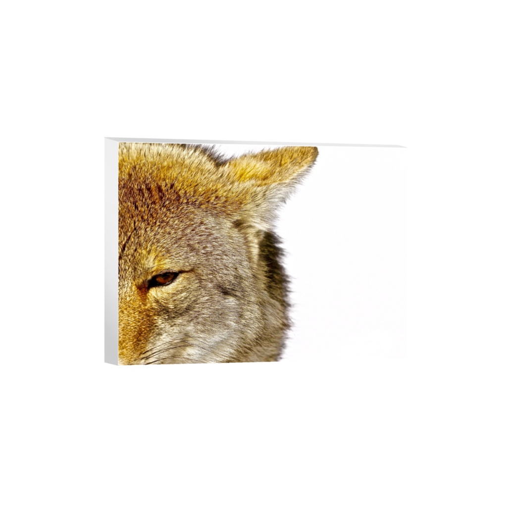 canvas_rectangle3_4_304_0_4864_3648_0_false_ffffff_0_0.png
