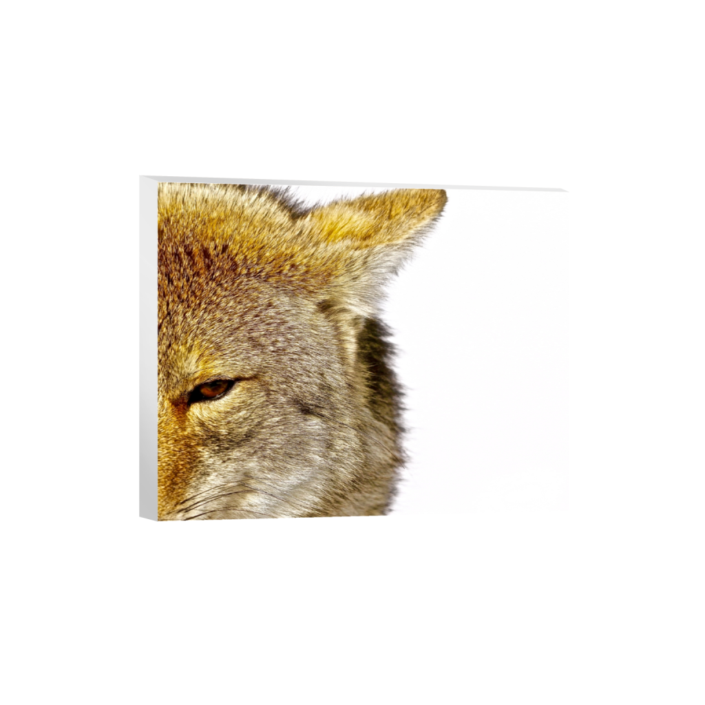 canvas_rectangle4_5_456_0_4560_3648_0_false_ffffff_0_0.png