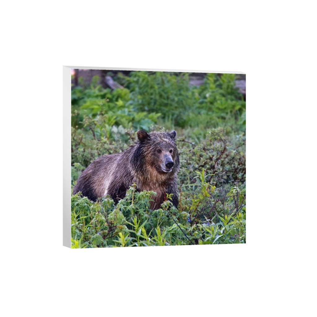 canvas_square_912_0_3648_3648_0_false_ffffff_0_0.png
