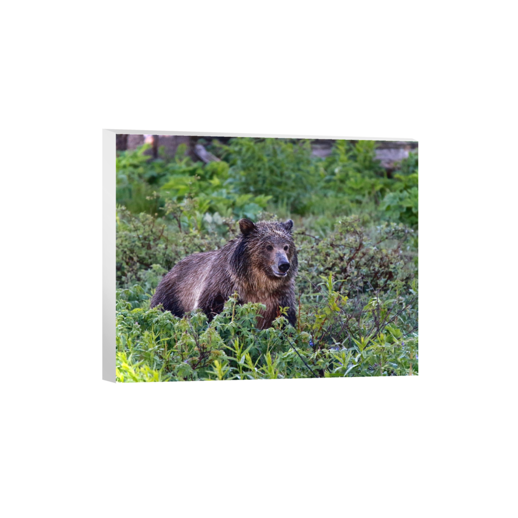 canvas_rectangle4_5_456_0_4560_3648_0_false_ffffff_0_0.png