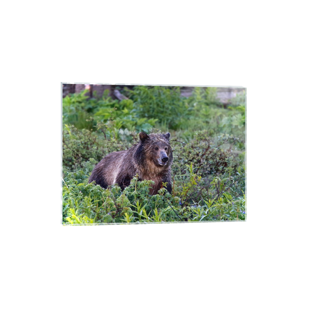 acrylicprint_rectangle3_4_304_0_4864_3648_0_false_ffffff_0_0.png