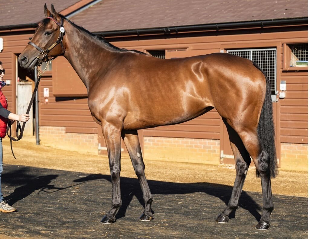 RUN SIMBA makes her debut in the Stoneleigh colours tonight in the 5.40pm 1m race @NewcastleRaces. Trained by @ptmidgley and ridden by @CamHardie_96 . Good luck to all the owners, if you are interested in joining visit 

https://www.stoneleighracing.
