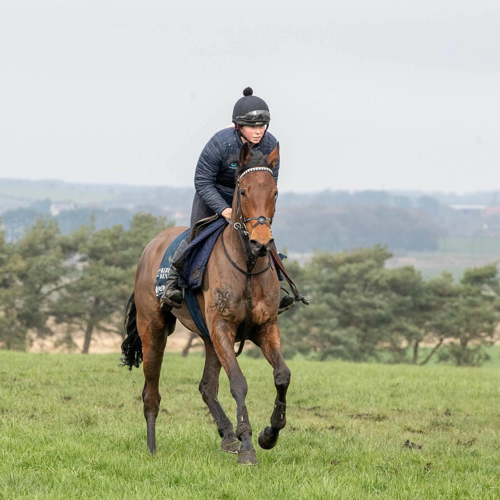 RUN SIMBA runs tomorrow @chelmsfordcityracecourse in the 3.25pm race over 1m6f. Trained by @teammenzies and sponsored by @north_residential. 🤞 

#racehorse #horseracing #chelmsford #owner #syndicate