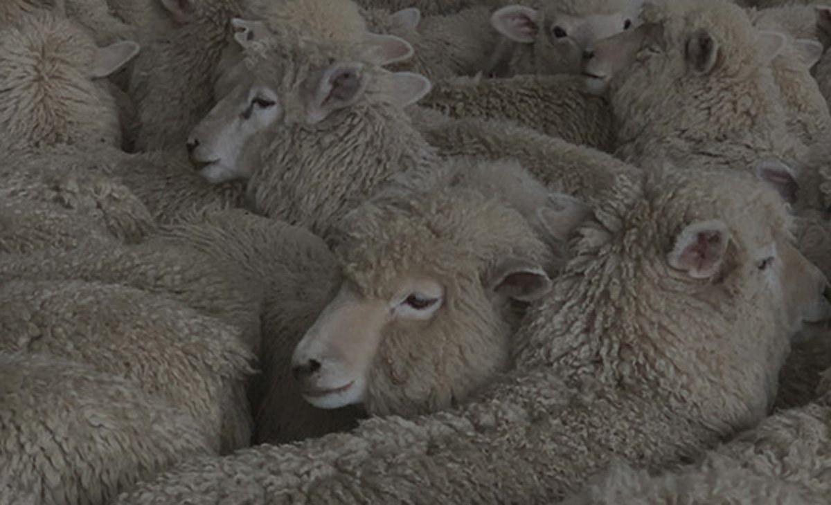 sheep-23.jpg