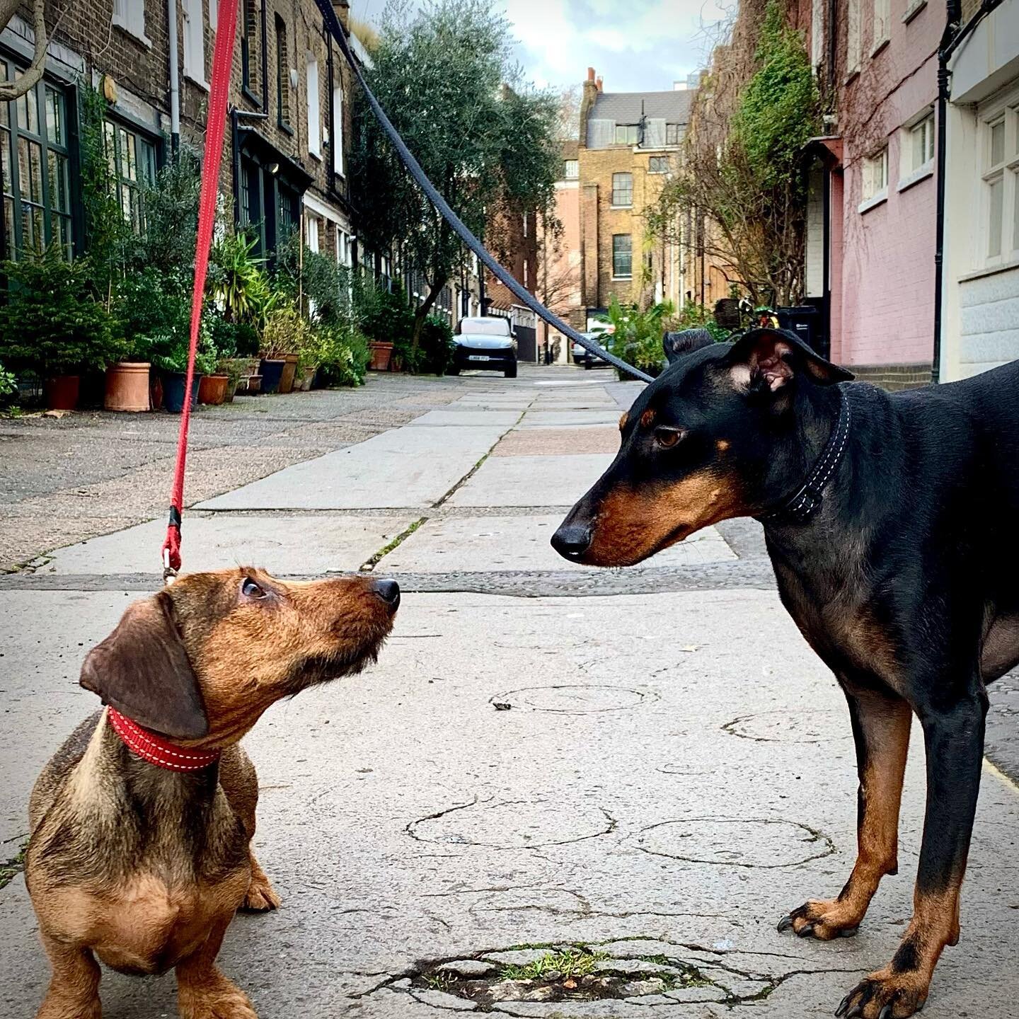 Doughty Mews Bloomsbury London WC1 - Bertie &amp; Frida 🐾⚓️🌈❤️ #dachshund #dachshundsofinstagram #dachshundoftheday #wirehaireddachshund #manchesterterrier #manchesterterriersofinstagram #dogs #dogsofinstagram #dogsoflondon #bloomsbury #londonwalks