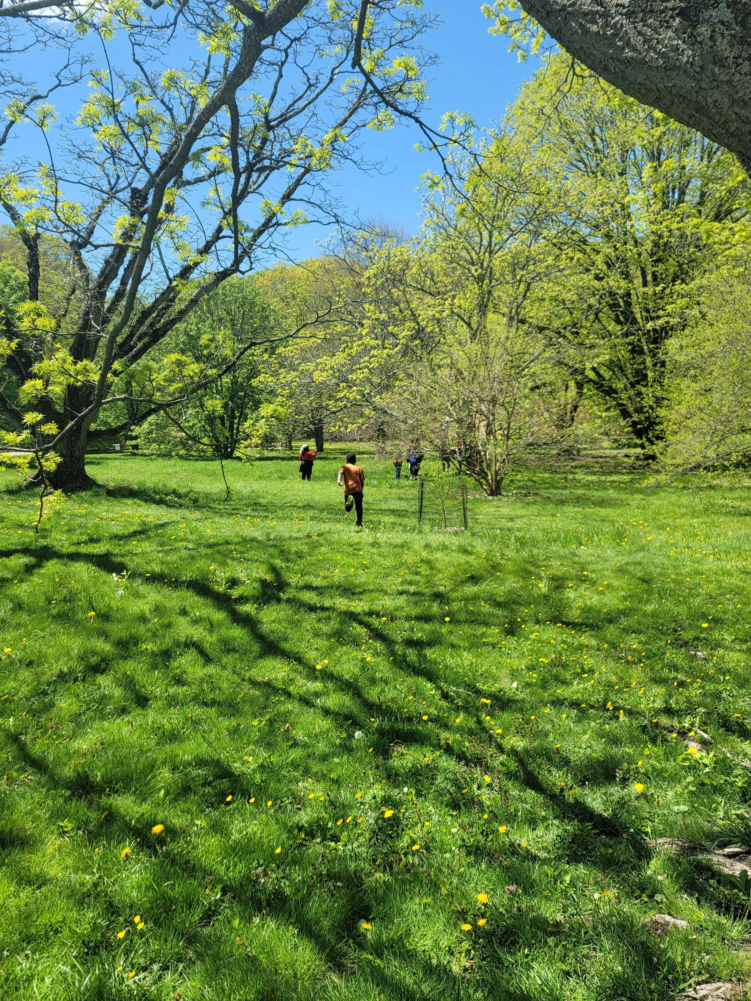 Arnold Arboretum Pladate