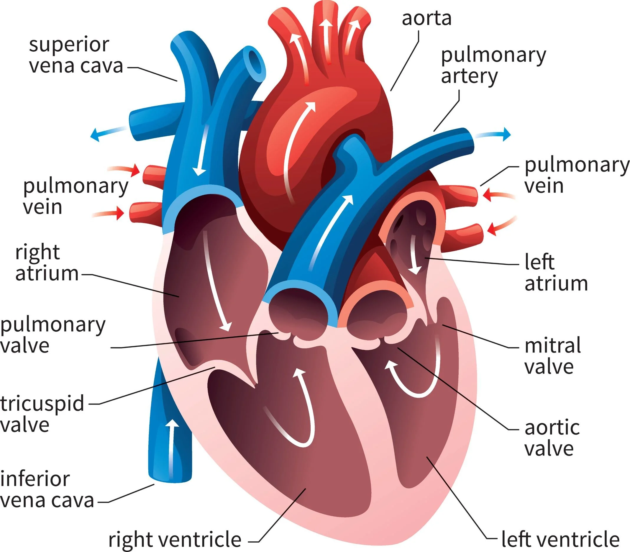 Diagram showing human heart labeled for massage students and healthcare education