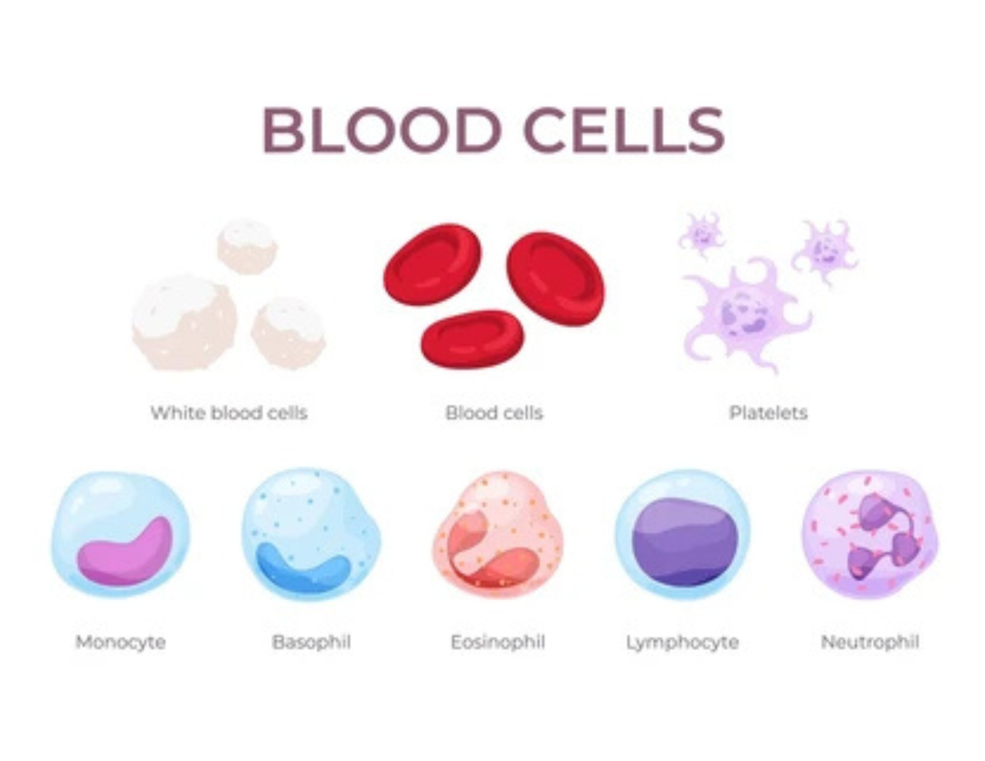 Different types of blood cells for students in healthcare professions