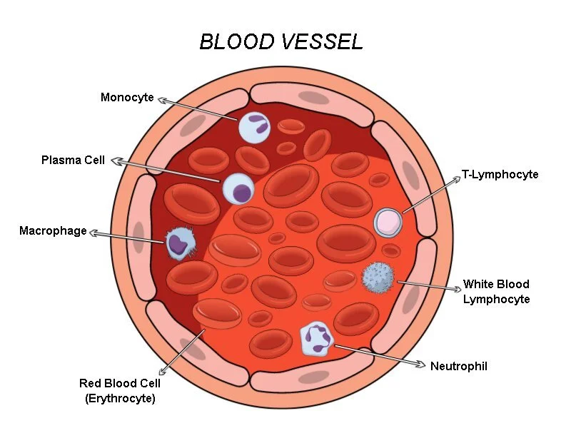 Blood vessel cross section showing anatomical features for healthcare careers