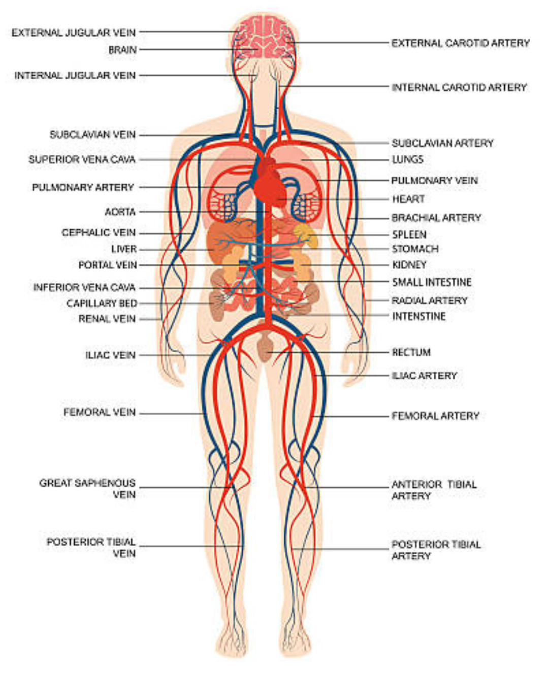 Major veins, arteries and organs of the cardiovascular system in the human body for massage licensure