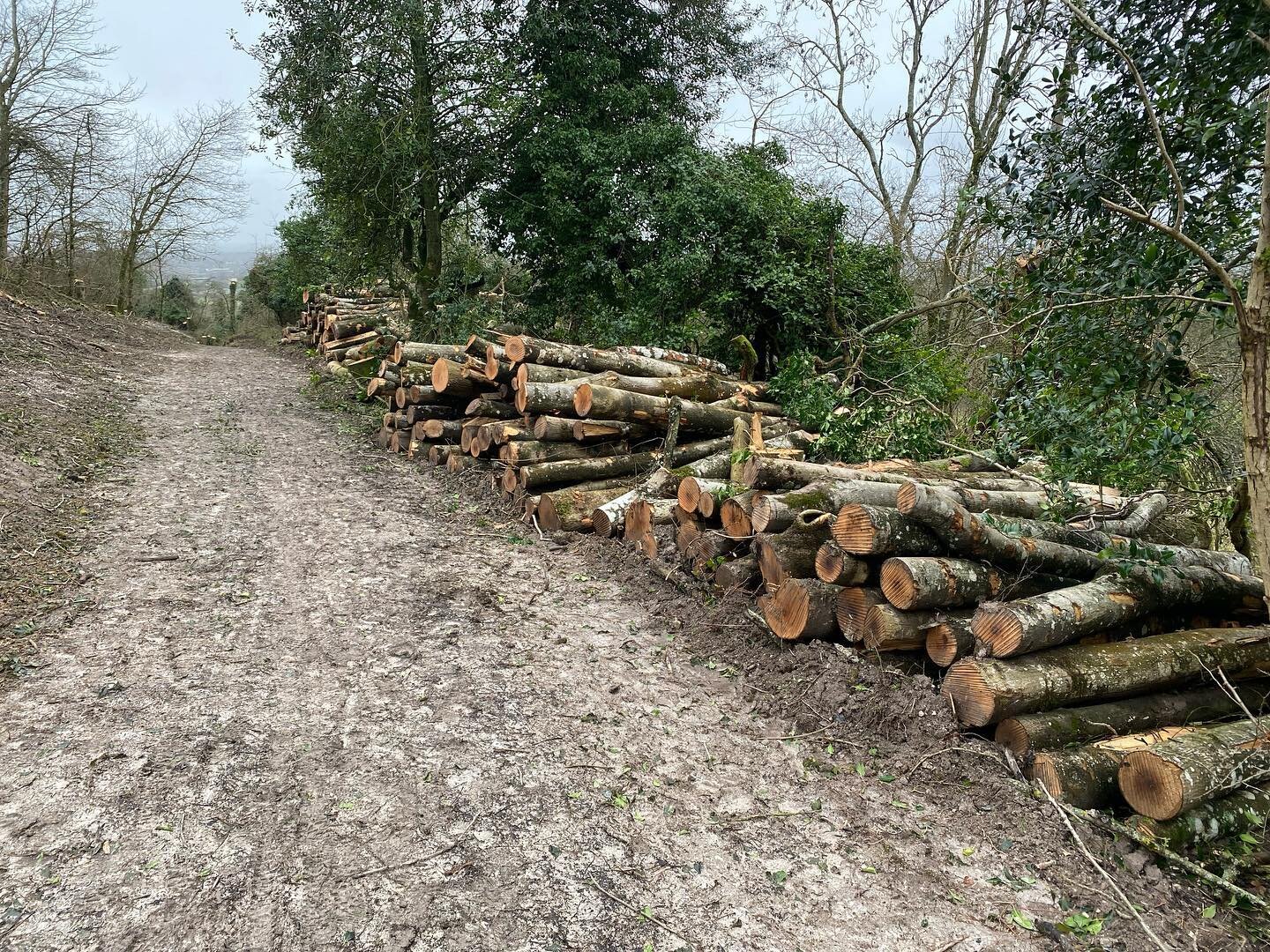 My godson @alfmoite is a tree surgeon. He doesn&rsquo;t know it yet, but his mum has just given me this splendid piece of a timber from a felled ash tree. I have been heartbroken to see so many ash trees coming down because of ash dieback. Always my 