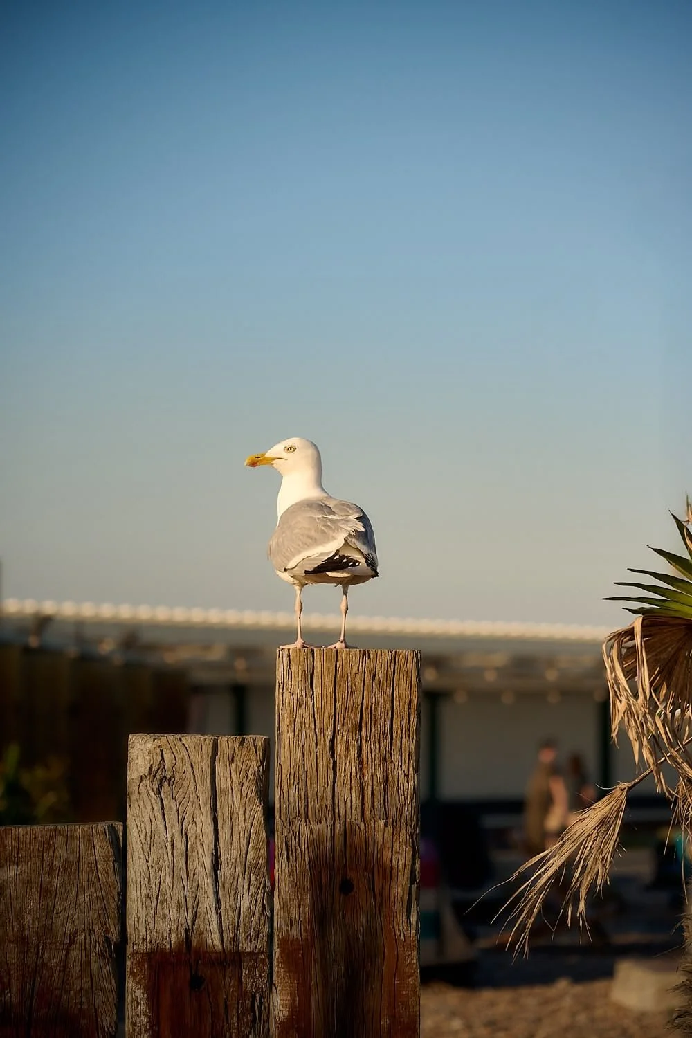 A seagull perched on a weathered wooden post near the beach with a blue sky in the background.
