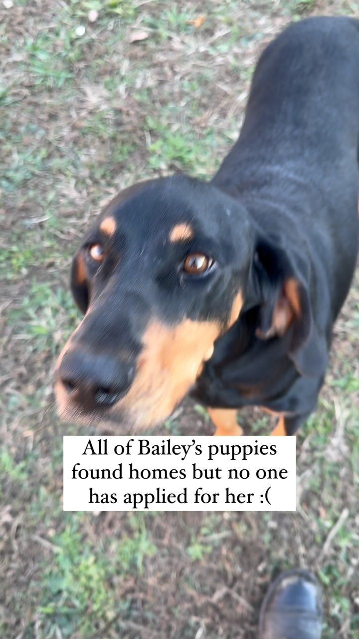 Adopt Bailey!
All of her puppies have found homes and no one has applied for her!
We rescued Mama Bailey back in August. One night I got a call from our Sheriffs Department about a stray pregnant dog that had been hanging out at a rural fast stati