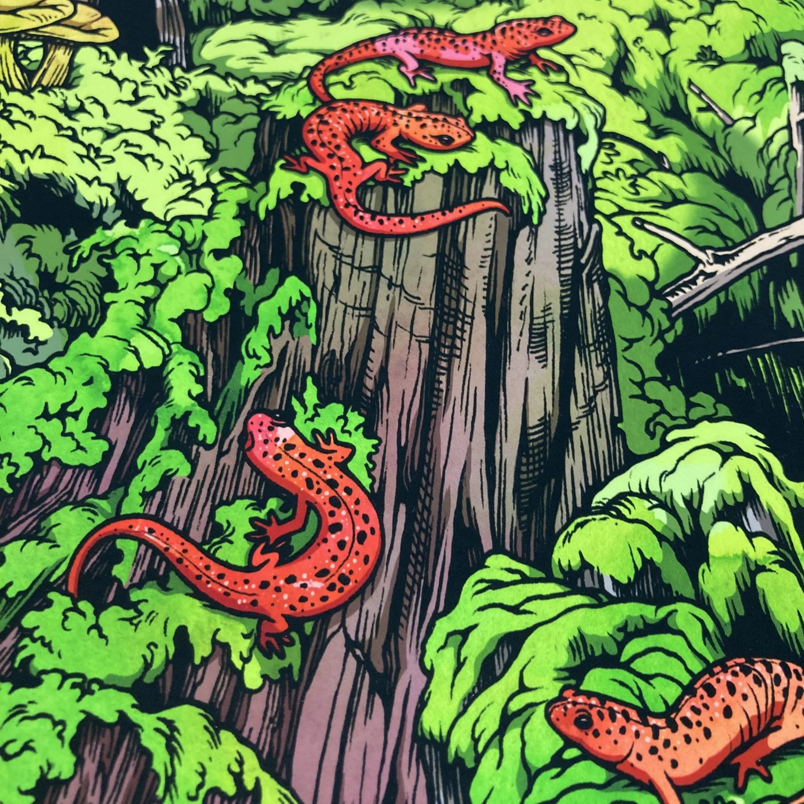 Red-Salamanders3.jpg