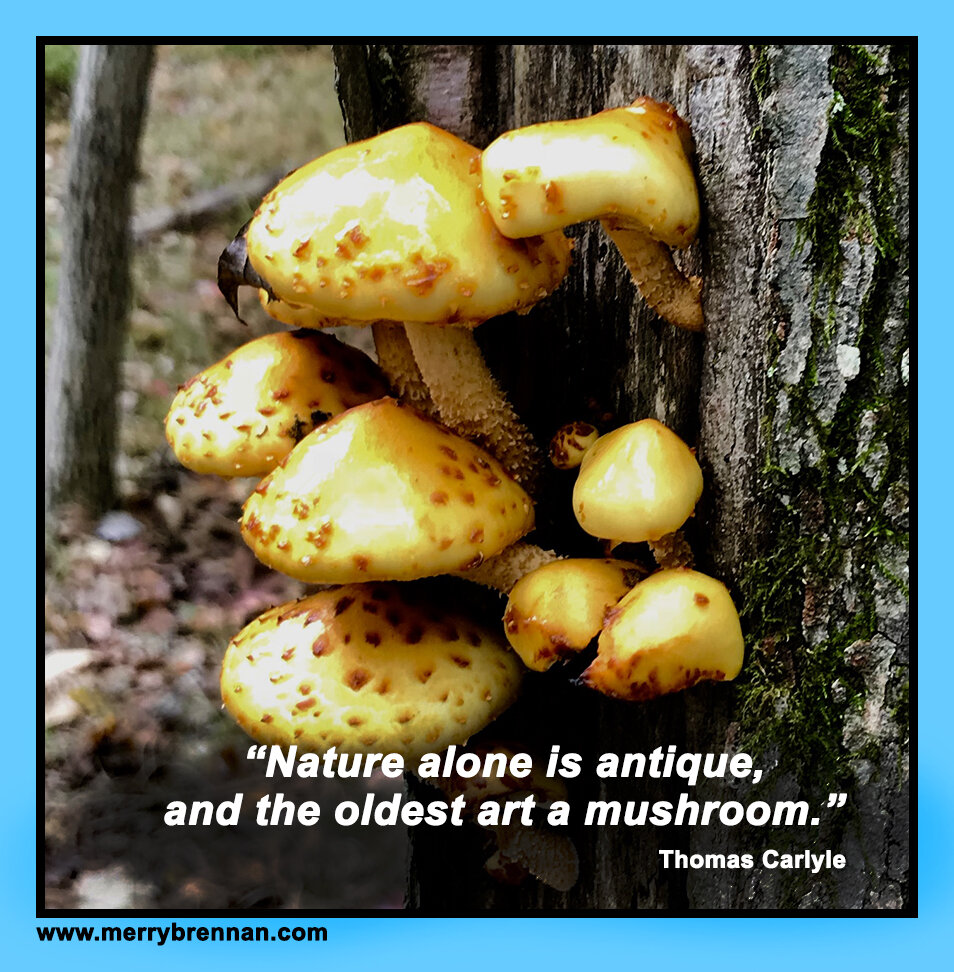 2021Ap3MushroomYellowTreeQUOTE04321.jpg