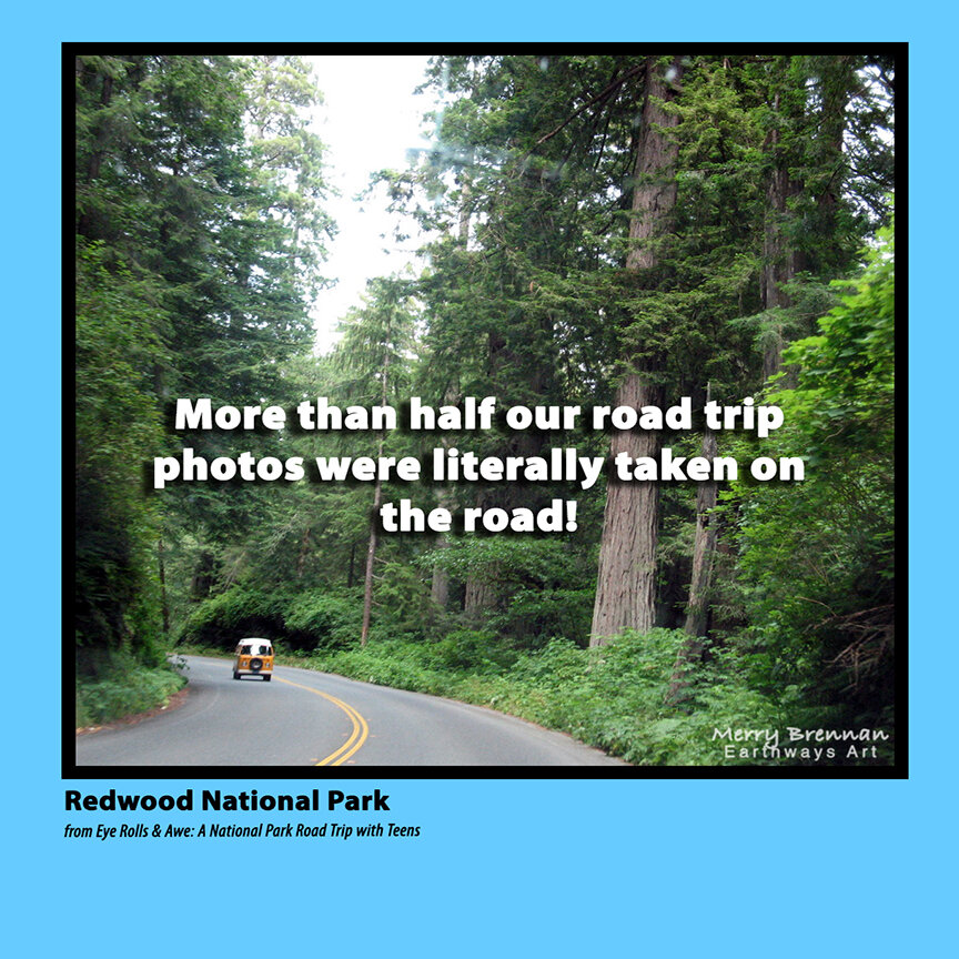 Redwoods windshield photo