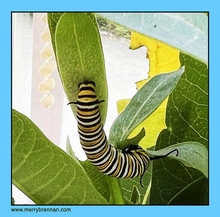 Large Monarch Caterpillar
