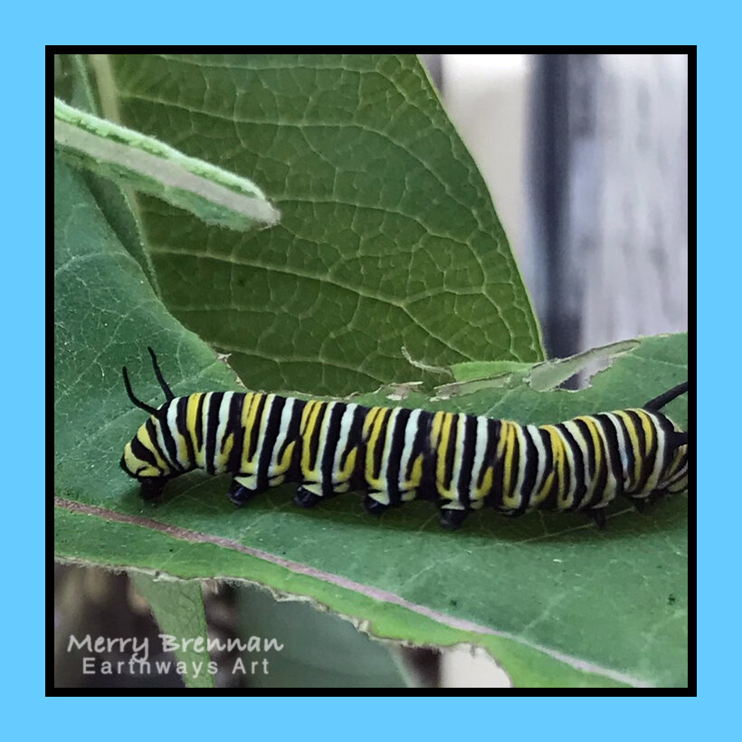 2021June27Caterpillar.jpg