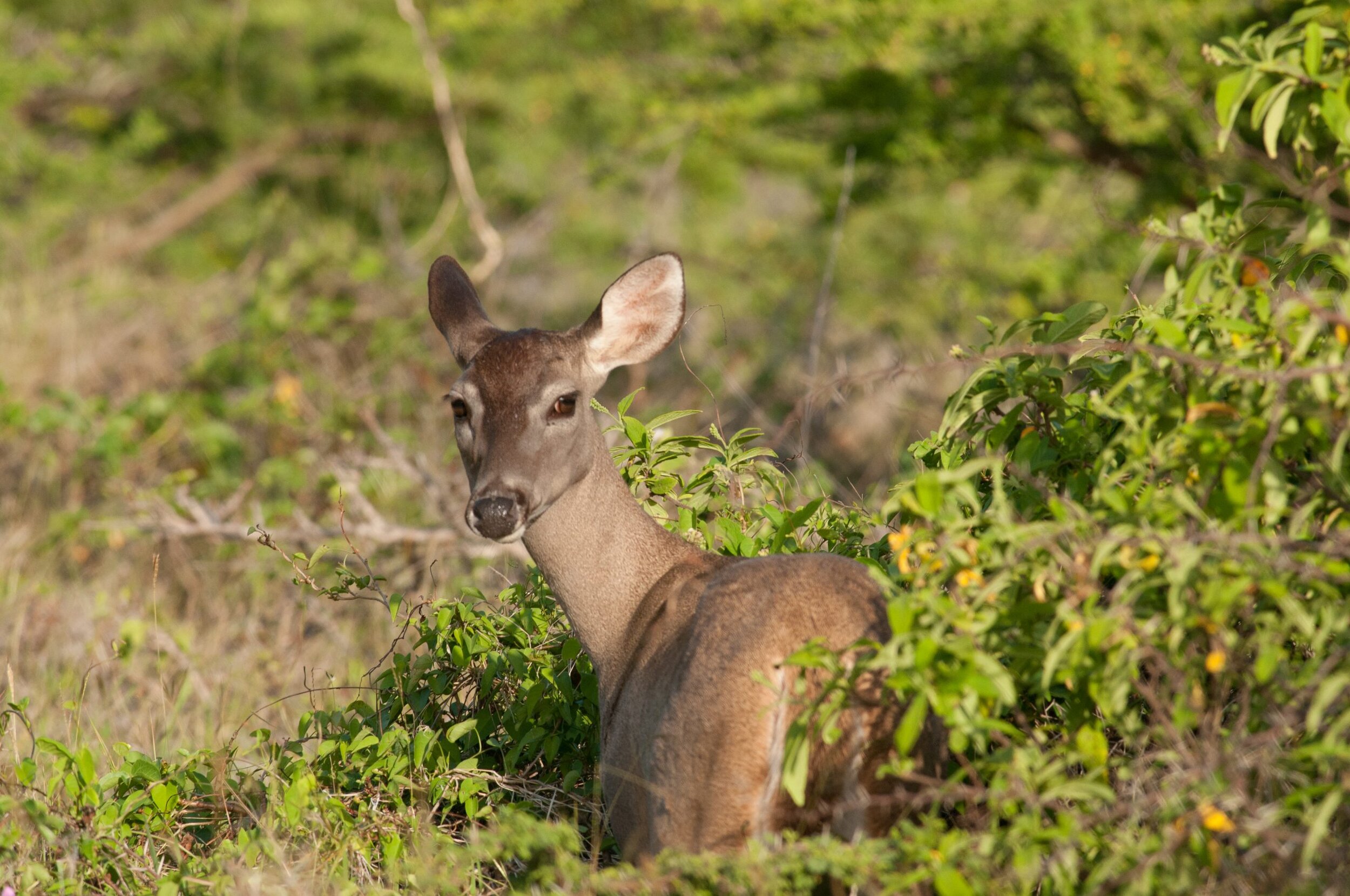 Curacao’s white-tailed deer