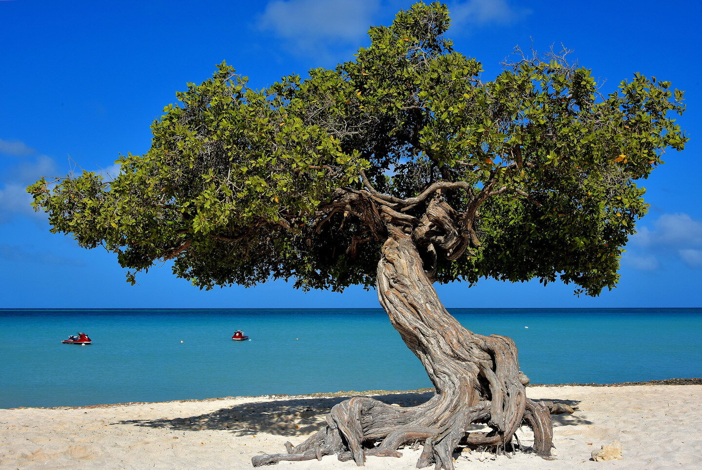 Aruba-Oranjestad-Eagle-Beach-Divi-divi-Tree.jpg