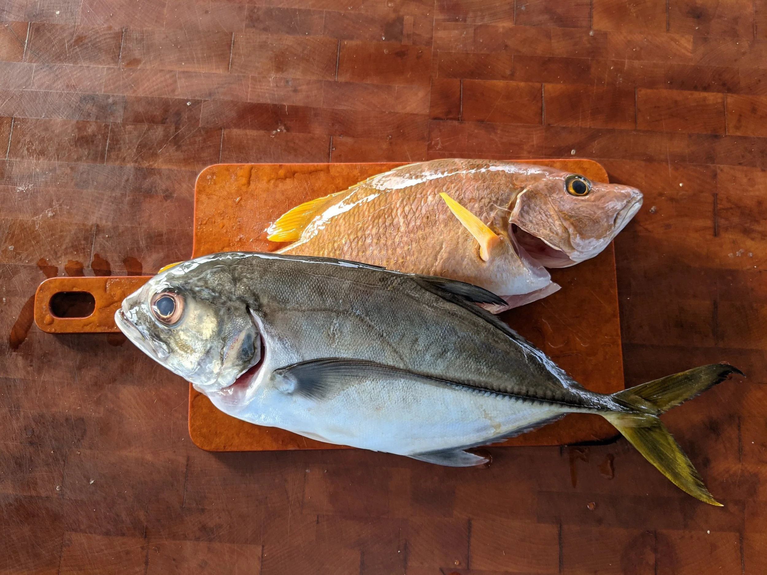Curacao’s Fish