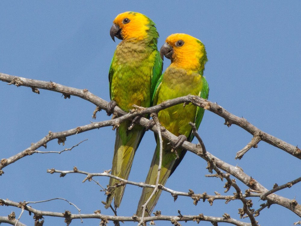 Curacao Birds, Fish and Plants — Cliff Villa