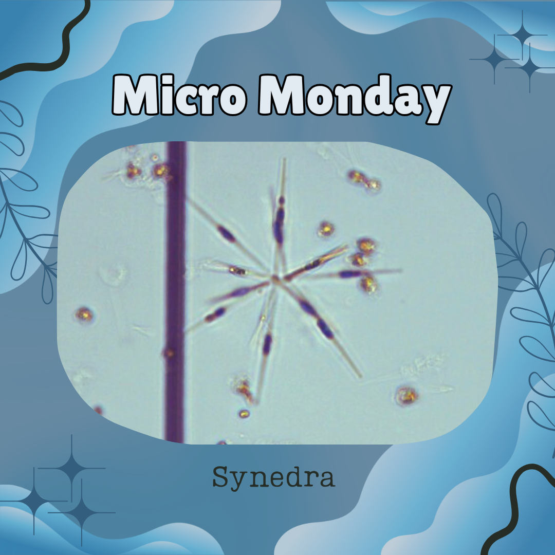 Micro Monday - Meet Synedra!