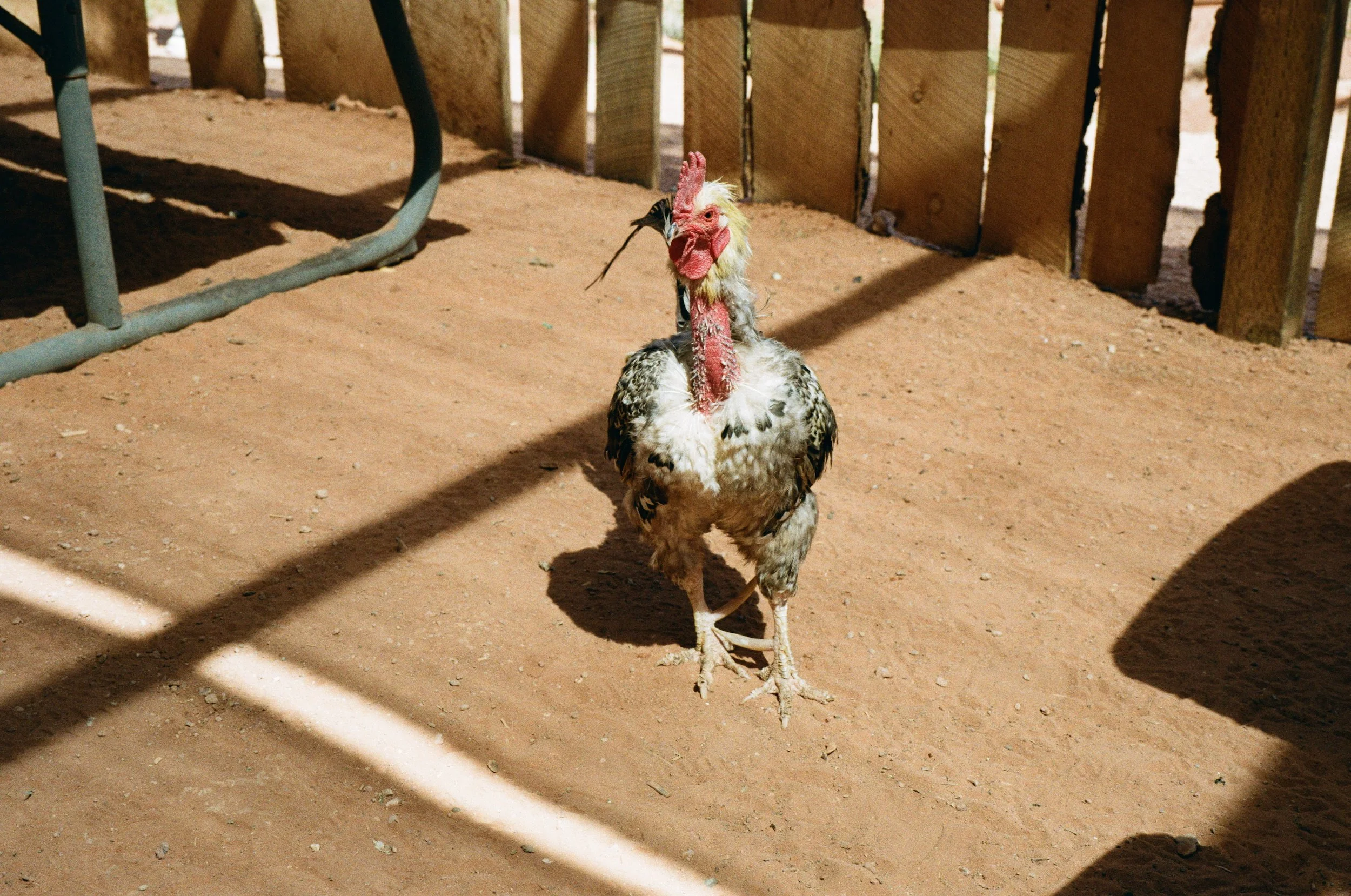 kodak_gold_200_utah_2026-69.jpeg
