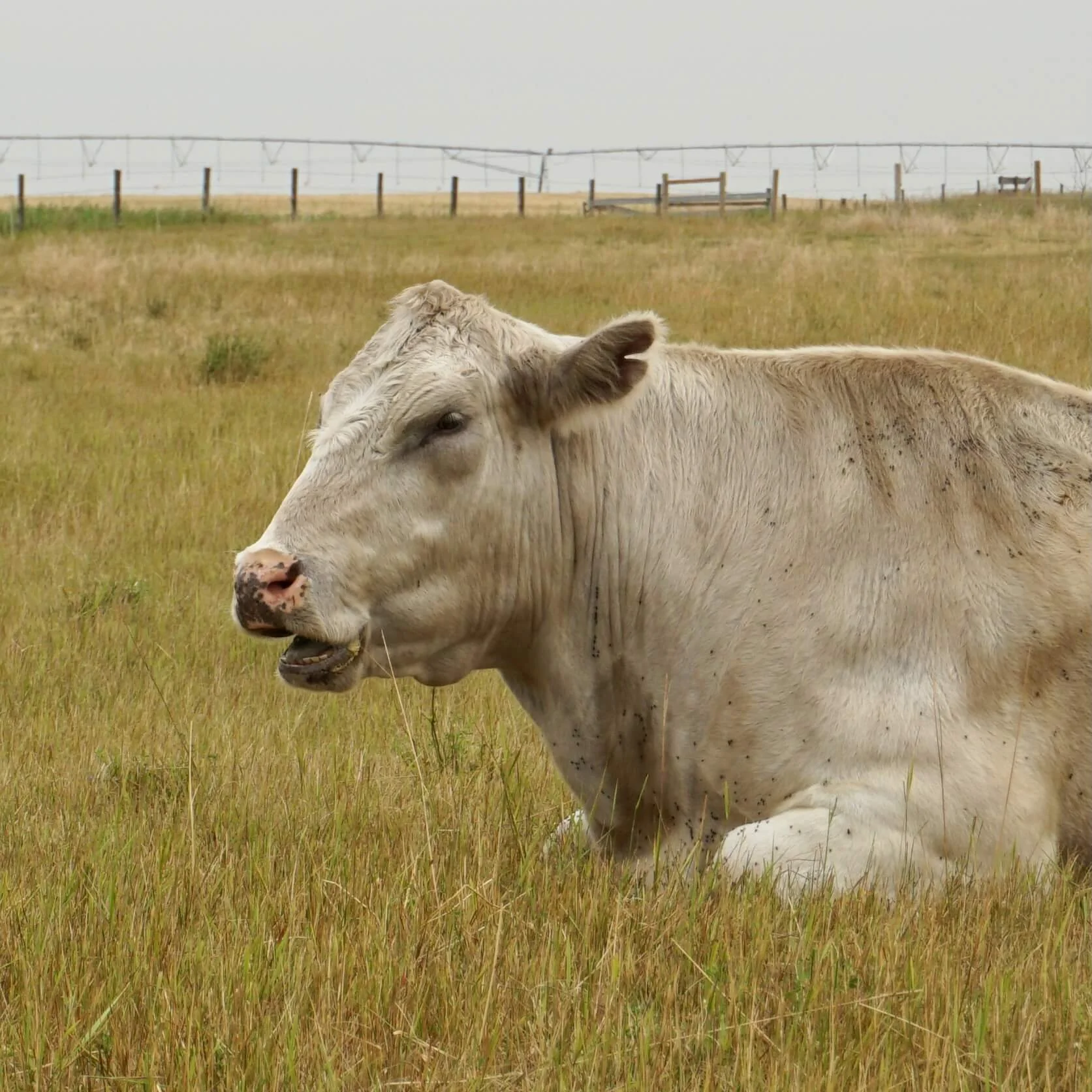 Ferdinand