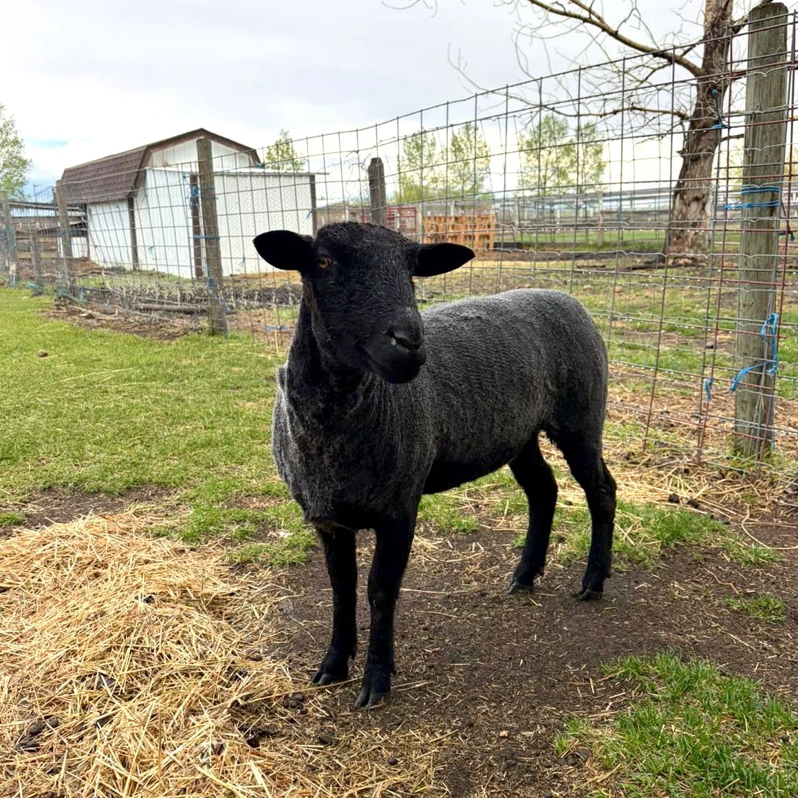 Izzy-sheared.jpeg