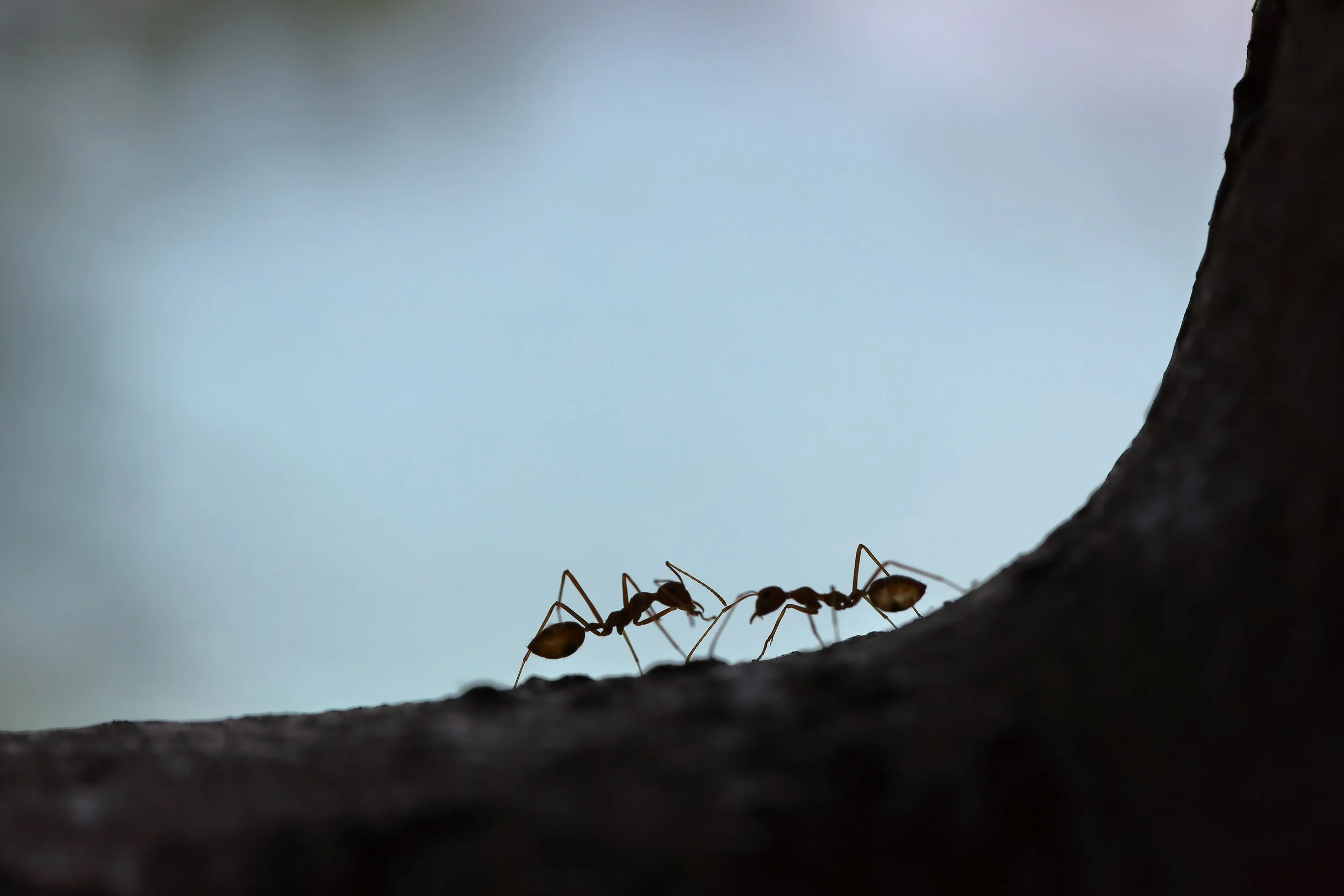 Word for the day "Take a lesson from the ants"