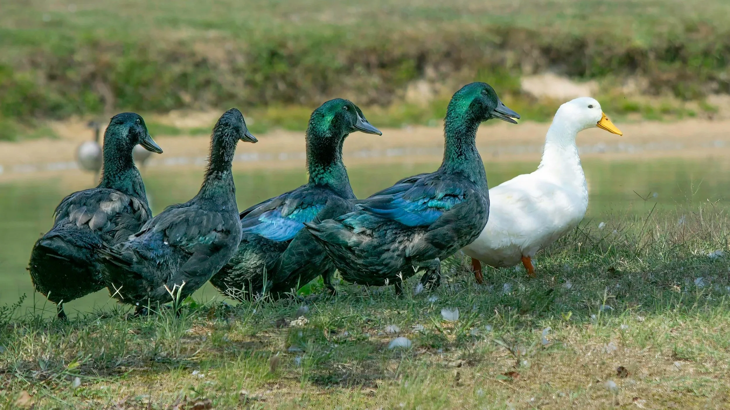 Word for the day: “Leadership succession.”