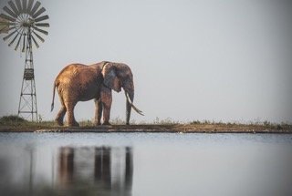 tusker with reflection-2 Small Small.jpeg