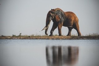 tusker with reflection--2 Small.jpeg
