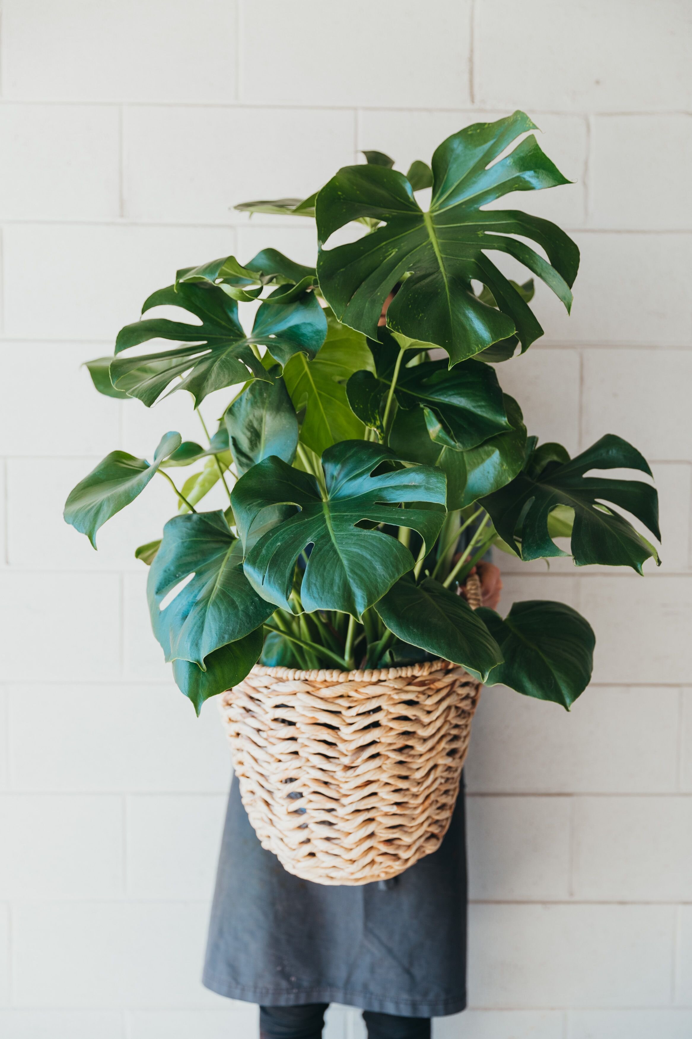 Plant in basket .jpeg