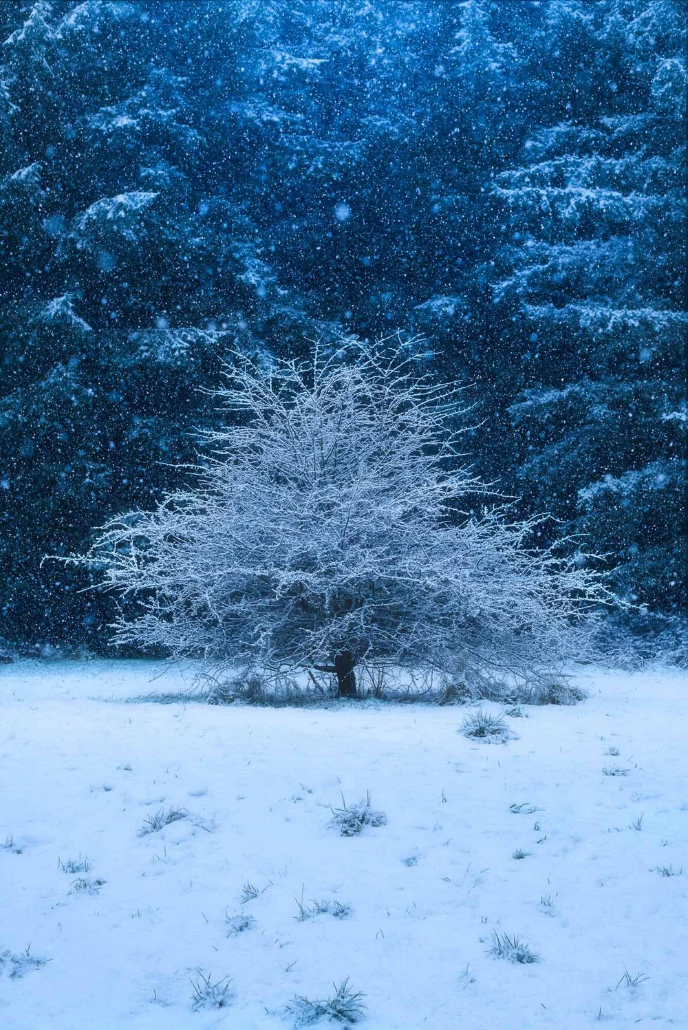 Falling Snow Photography 196,993 Snow Falling Stock Photos, High Res