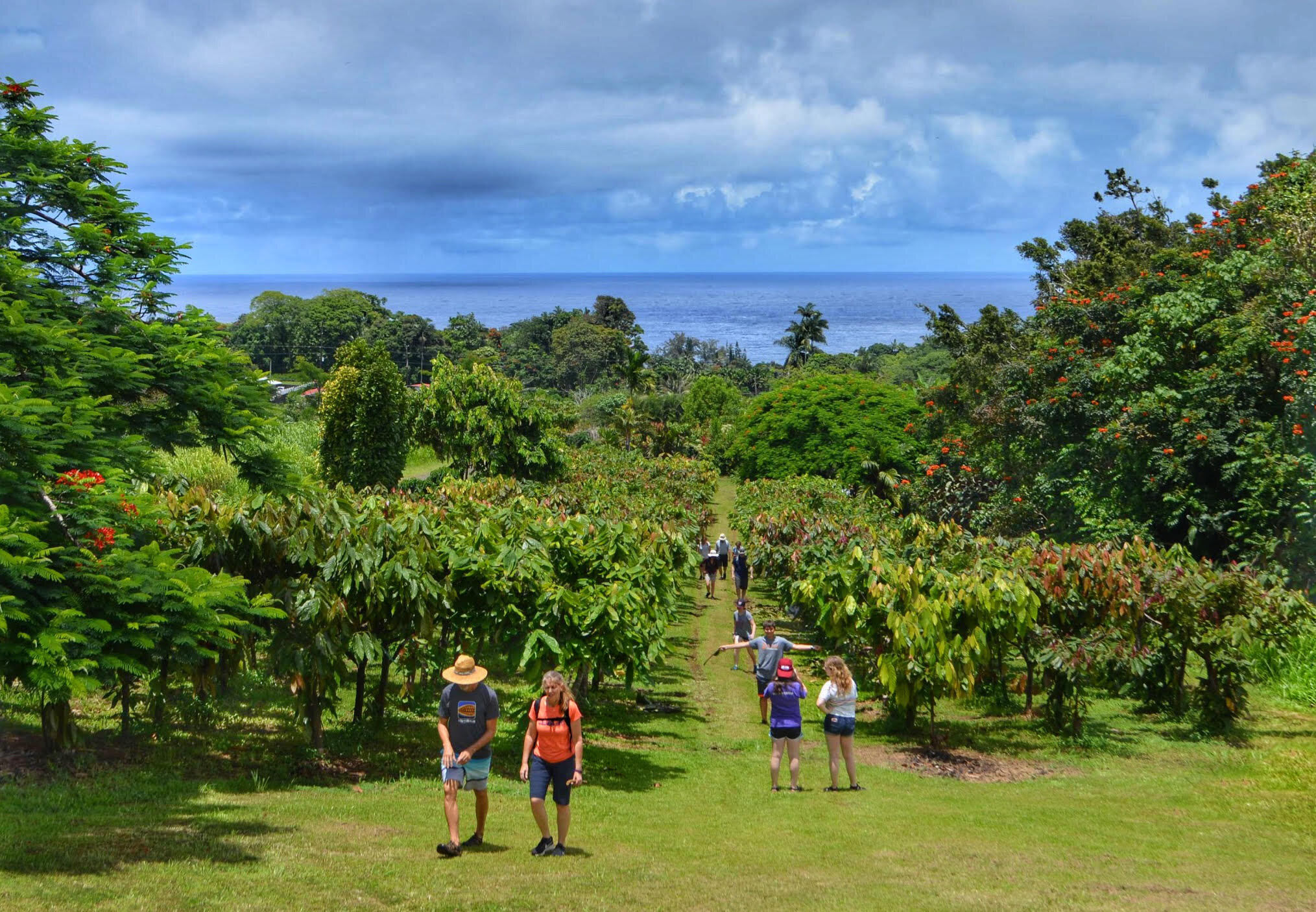 Hamakua Chocolate Farm — HAWAIʻI FARM TRAILS