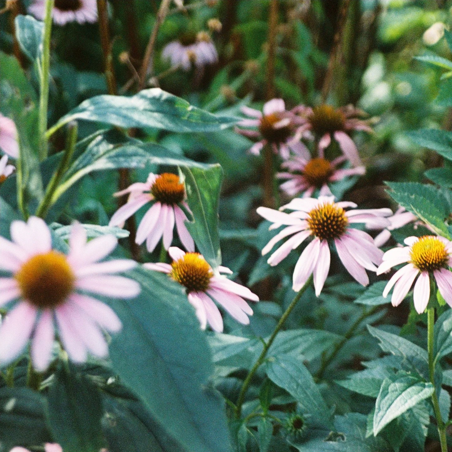 pov u take a moment to remember how rare all of this is šø