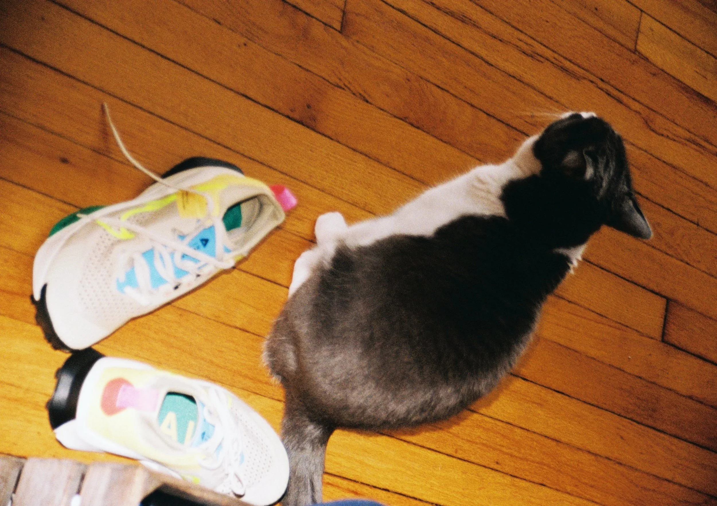 Black and white cat lying on a wooden floor next to a pair of colorful sneakers.