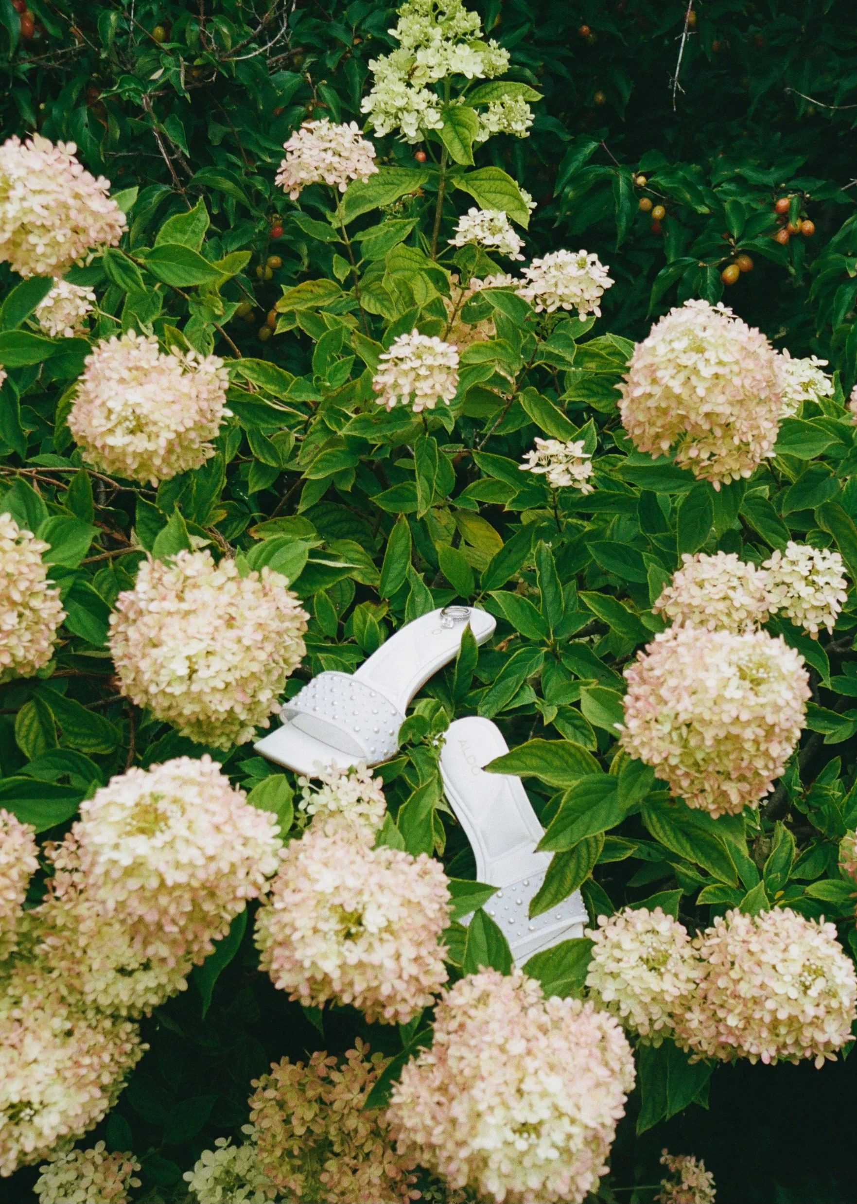A pair of white sandals placed among pink and white hydrangea flowers and green foliage.